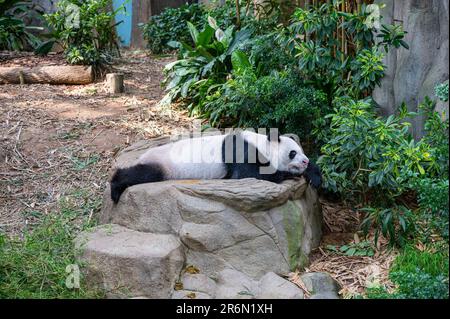 Un ours de panda géant paisible reposant à l'ombre d'un arbre près d'un trou d'eau peu profond Banque D'Images