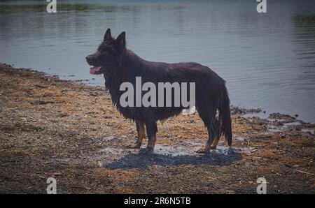 Grand chien de berger allemand s'égoutter avec de l'eau après une baignade debout à l'attention. Banque D'Images