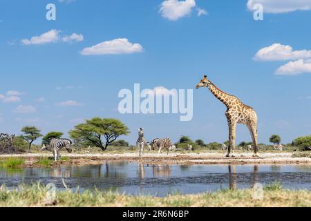 Groupe de Giraffe au trou d'eau de l'Onkolo Hide, Onguma Game Reserve, Namibie, Afrique Banque D'Images