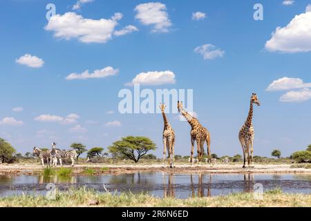 Groupe de Giraffe au trou d'eau de l'Onkolo Hide, Onguma Game Reserve, Namibie, Afrique Banque D'Images