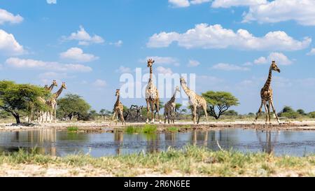 Groupe de Giraffe au trou d'eau de l'Onkolo Hide, Onguma Game Reserve, Namibie, Afrique Banque D'Images