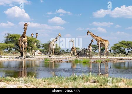 Groupe de Giraffe au trou d'eau de l'Onkolo Hide, Onguma Game Reserve, Namibie, Afrique Banque D'Images