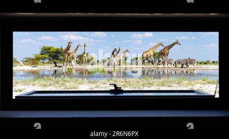 Groupe de girafe vu par la fenêtre de la Onkolo Hide, Onguma Game Reserve, Namibie, Afrique Banque D'Images