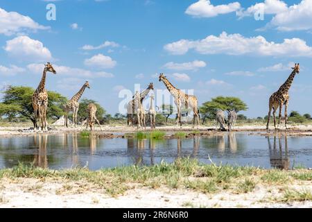 Groupe de Giraffe au trou d'eau de l'Onkolo Hide, Onguma Game Reserve, Namibie, Afrique Banque D'Images