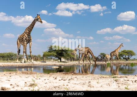 Groupe de Giraffe au trou d'eau de l'Onkolo Hide, Onguma Game Reserve, Namibie, Afrique Banque D'Images