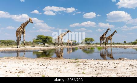 Groupe de Giraffe au trou d'eau de l'Onkolo Hide, Onguma Game Reserve, Namibie, Afrique Banque D'Images