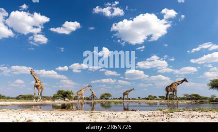 Groupe de Giraffe au trou d'eau de l'Onkolo Hide, Onguma Game Reserve, Namibie, Afrique Banque D'Images