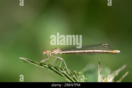 Une libellule de plumes vert chatoyante (Platycnemididae) repose sur une lame d'herbe dans la grande herbe. L'arrière-plan est vert avec de la place pour le texte. Banque D'Images