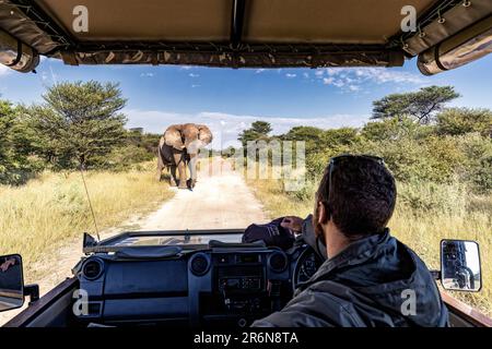 Route de passage de l'éléphant d'Afrique (Loxodonta africana) devant le véhicule de safari - Réserve de gibier d'Onguma, Namibie, Afrique Banque D'Images