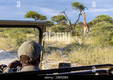 Repas de girafe à Onguma Game Reserve, Namibie, Afrique Banque D'Images