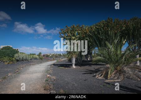 Grands cactus dans le jardin de sable noir volcanique, Lanzarote, îles Canaries Banque D'Images