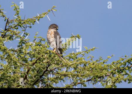 Shikra (Accipiter badius) - Onguma Game Reserve, Namibie, Afrique Banque D'Images