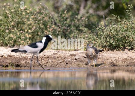 Shikra (Accipiter badius) et le forgeron lapwing (Vanellus armatus) au trou d'eau - Onkolo Hide, Onguma Game Reserve, Namibie, Afrique Banque D'Images