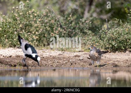 Shikra (Accipiter badius) et le forgeron lapwing (Vanellus armatus) au trou d'eau - Onkolo Hide, Onguma Game Reserve, Namibie, Afrique Banque D'Images