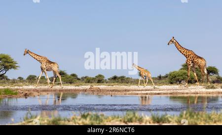 Groupe de Giraffe au trou d'eau de l'Onkolo Hide, Onguma Game Reserve, Namibie, Afrique Banque D'Images