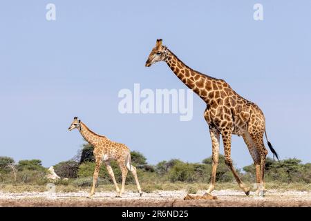 Girafe à Onkolo Hide, Onguma Game Reserve, Namibie, Afrique Banque D'Images