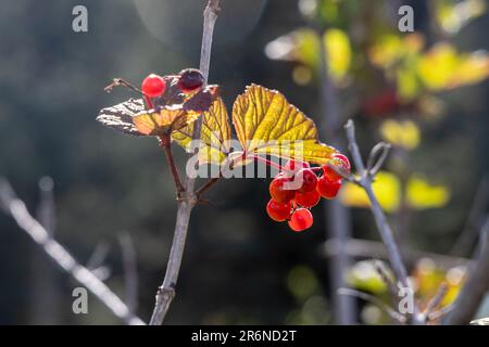 Un cluster de canneberges Highbush, qui ne sont techniquement pas une vraie canneberge. Banque D'Images