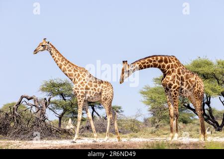 Girafe mâle sniffing femelle en prélude à la cour - Onkolo Hide, Onguma Game Reserve, Namibie, Afrique Banque D'Images