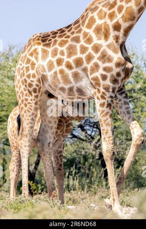Soins aux jeunes girafes - Onkolo Hide, Onguma Game Reserve, Namibie, Afrique Banque D'Images