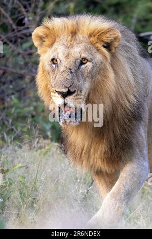 Vieux lion mâle (Panthera leo) - Onguma Game Reserve, Namibie, Afrique Banque D'Images