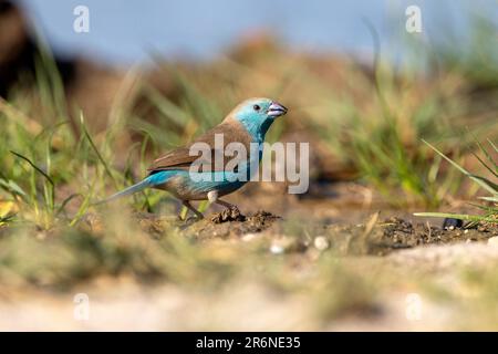 Cirbill bleu (Uraeginthus angolensis) - Onguma Game Reserve, Namibie, Afrique Banque D'Images
