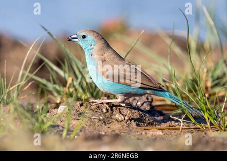 Cirbill bleu (Uraeginthus angolensis) - Onguma Game Reserve, Namibie, Afrique Banque D'Images