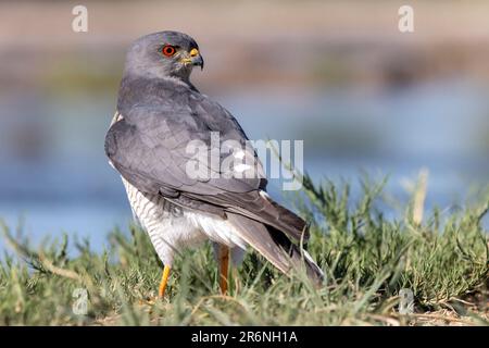 Shikra (Accipiter badius) - Onguma Game Reserve, Namibie, Afrique Banque D'Images