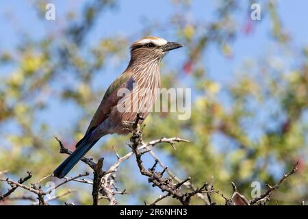 Rouleau violet (Coracias naevius) - Onguma Game Reserve, Namibie, Afrique Banque D'Images