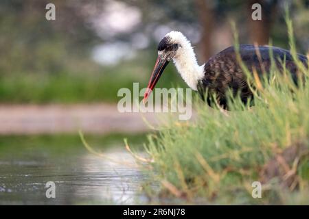 Ciconien à cou laineux africain ou laoollycou africain (Ciconia microscelis) à la réserve de gibier Onkolo Hide - Onguma, Namibie, Afrique Banque D'Images