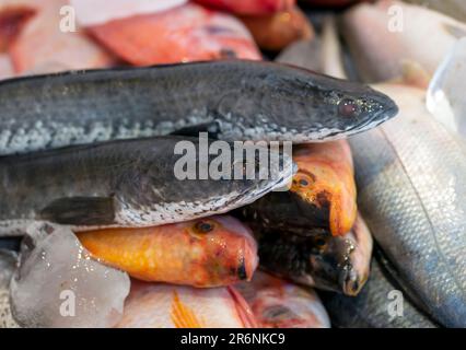 Poissons à tête de serpent (Channa striata) et tilapia rouge ou mujair (Oreochromis niloticus) dans la boîte à glace Banque D'Images