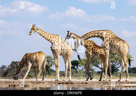 Girafe mâle sniffing femelle en prélude à la cour - Onkolo Hide, Onguma Game Reserve, Namibie, Afrique Banque D'Images