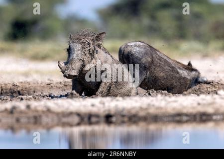 Les coqs (Phacochoerus africanus) prennent un bain de boue - Onkolo Hide, Onguma Game Reserve, Namibie, Afrique Banque D'Images