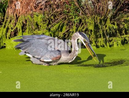 Un grand héron à la recherche de nourriture dans un étang rempli de duckadweed au milieu de l'été dans le Colorado. Banque D'Images