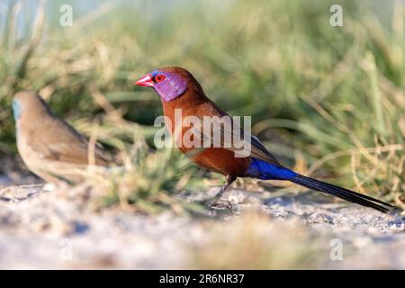 Cirage au violet ou grenadier commun (Granatina granatina) - Onguma Game Reserve, Namibie, Afrique Banque D'Images