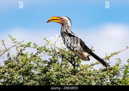 Charme à bec jaune du sud (Tockus leucomelas) - Onguma Game Reserve, Namibie, Afrique Banque D'Images