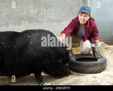 Agricultrice nourrissant le porc ibérique noir dans les enclos à la ferme d'élevage Banque D'Images