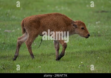 Lamar Valley bison veau, parc national de Yellowstone Banque D'Images