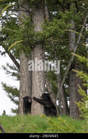 Black Bear maman et cub jouant, Yellowstone Banque D'Images