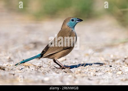 Cirbill bleu (Uraeginthus angolensis) - Onguma Game Reserve, Namibie, Afrique Banque D'Images