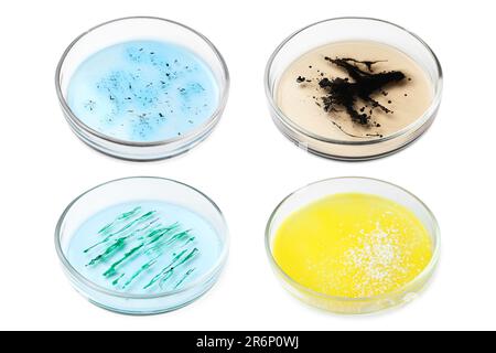 Jeu de boîtes de Petri avec différents échantillons de culture sur fond blanc Banque D'Images