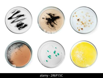 Jeu de boîtes de Petri avec différents échantillons de culture sur fond blanc, vue de dessus Banque D'Images