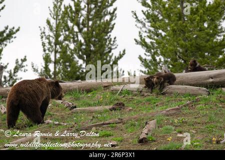 ÉT obsidienne (Grizzly #815) avec triplés, Yellowstone 2023 Banque D'Images