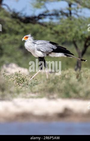 Secretarybird (Sagittaire serpentarius) - Onkolo Hide, Onguma Game Reserve, Namibie, Afrique Banque D'Images