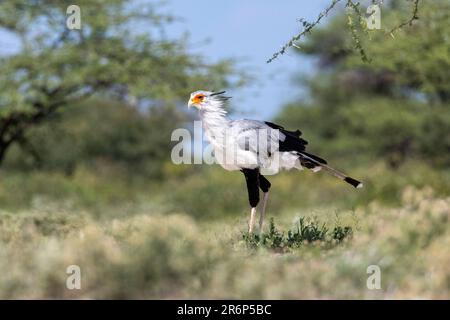 Secretarybird (Sagittaire serpentarius) - Onkolo Hide, Onguma Game Reserve, Namibie, Afrique Banque D'Images