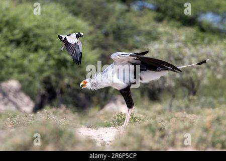 Secretariar (Sagittaire serpentarius) pris par le forgeron lapwing (Vanellus armatus) - Onkolo Hide, Onguma Game Reserve, Namibie, Afrique Banque D'Images