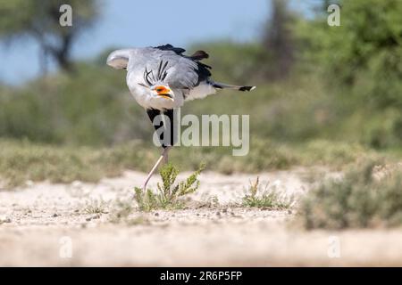 Secretarybird (Sagittaire serpentarius) montrant de belles plumes de crête - Onkolo Hide, Onguma Game Reserve, Namibie, Afrique Banque D'Images