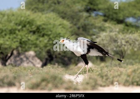 Secretarybird (Sagittaire serpentarius) - Onkolo Hide, Onguma Game Reserve, Namibie, Afrique Banque D'Images