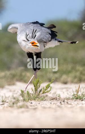 Secretarybird (Sagittaire serpentarius) montrant de belles plumes de crête - Onkolo Hide, Onguma Game Reserve, Namibie, Afrique Banque D'Images