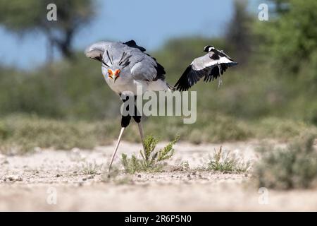 Secretariar (Sagittaire serpentarius) pris par le forgeron lapwing (Vanellus armatus) - Onkolo Hide, Onguma Game Reserve, Namibie, Afrique Banque D'Images