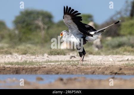 Secretarybird (Sagittaire serpentarius) - Onkolo Hide, Onguma Game Reserve, Namibie, Afrique Banque D'Images